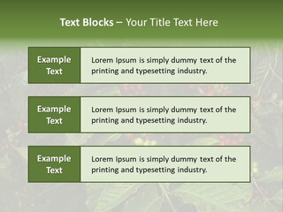 Ripe Coffee Berries PowerPoint Template