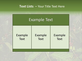 Ripe Coffee Berries PowerPoint Template