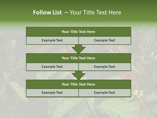 Ripe Coffee Berries PowerPoint Template