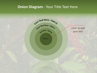 Ripe Coffee Berries PowerPoint Template