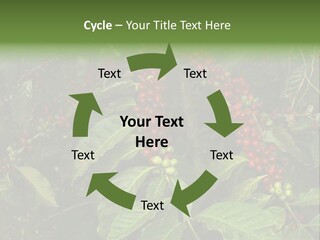 Ripe Coffee Berries PowerPoint Template
