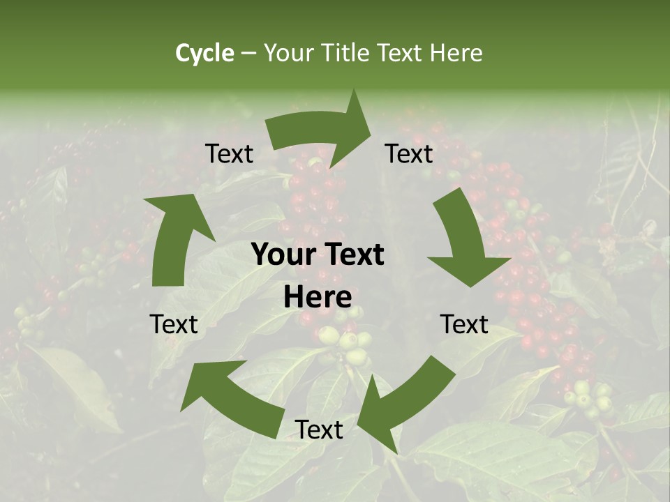 Ripe Coffee Berries PowerPoint Template