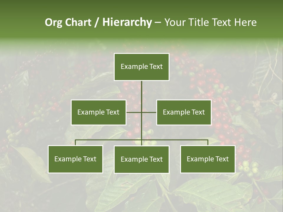 Ripe Coffee Berries PowerPoint Template