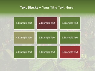 Ripe Coffee Berries PowerPoint Template