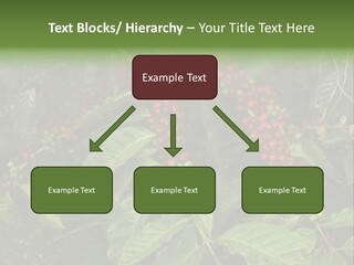 Ripe Coffee Berries PowerPoint Template