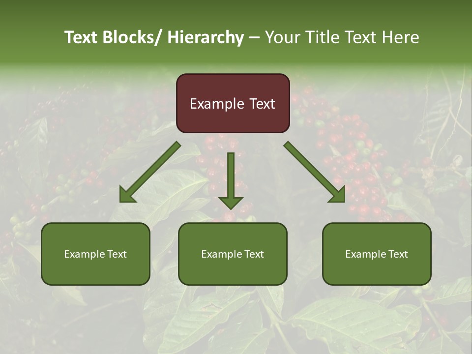 Ripe Coffee Berries PowerPoint Template