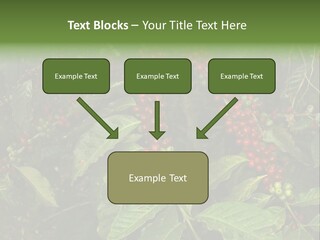 Ripe Coffee Berries PowerPoint Template