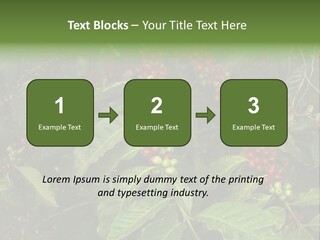 Ripe Coffee Berries PowerPoint Template