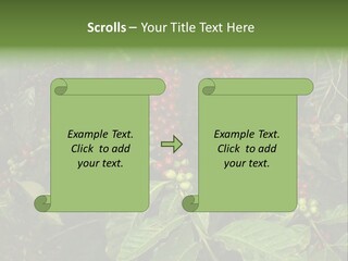 Ripe Coffee Berries PowerPoint Template