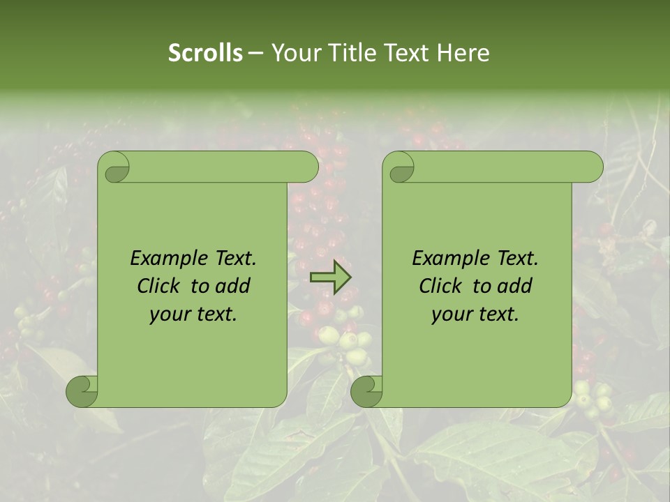 Ripe Coffee Berries PowerPoint Template