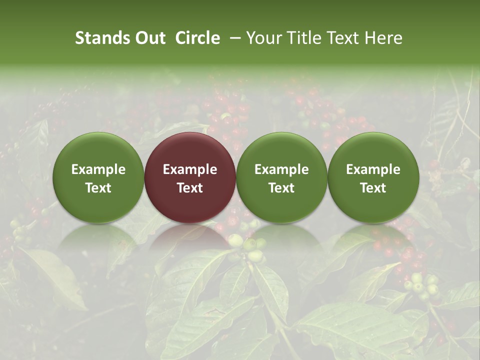 Ripe Coffee Berries PowerPoint Template