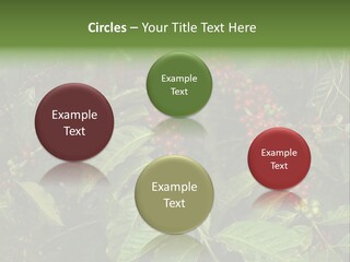 Ripe Coffee Berries PowerPoint Template