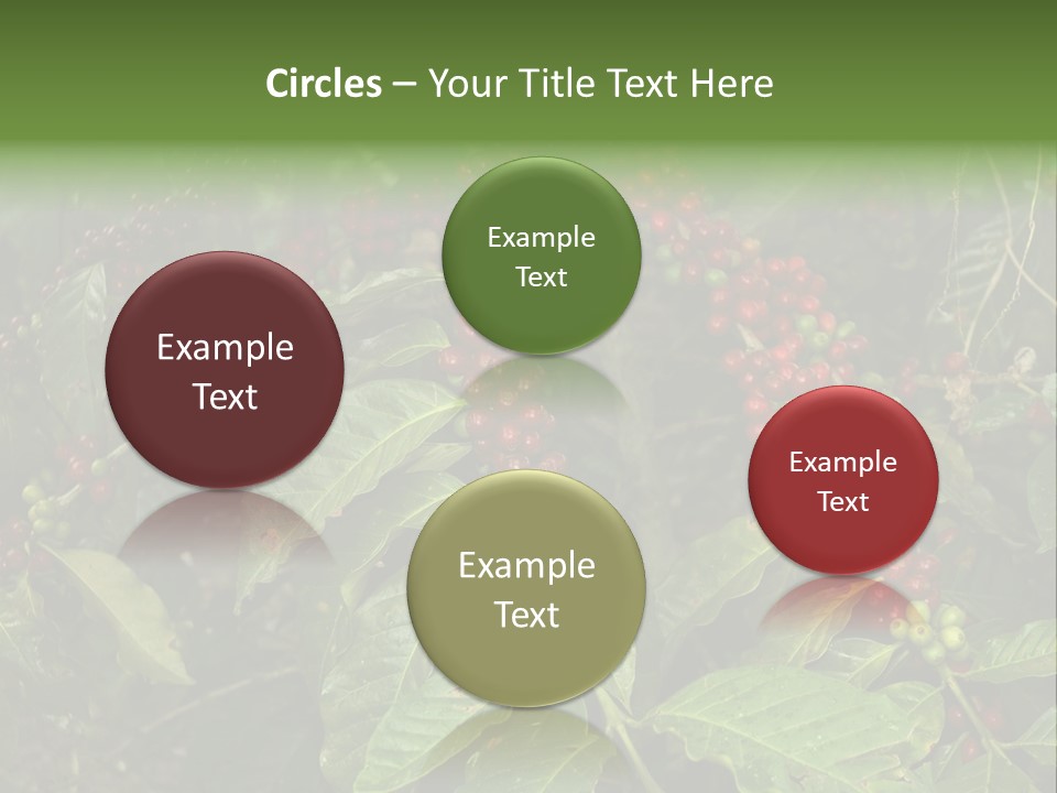 Ripe Coffee Berries PowerPoint Template
