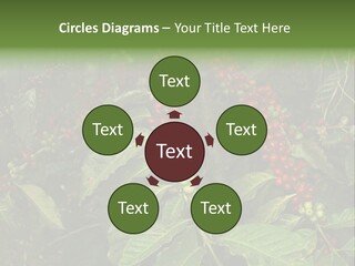 Ripe Coffee Berries PowerPoint Template