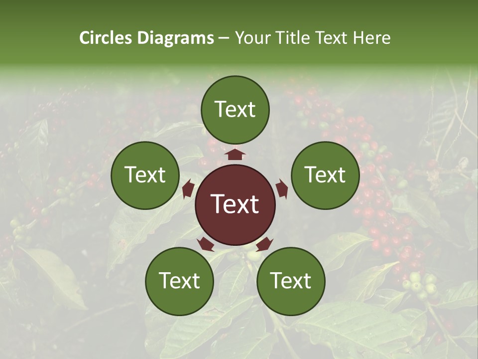 Ripe Coffee Berries PowerPoint Template