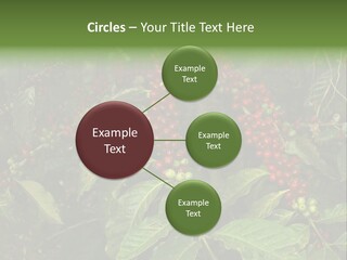 Ripe Coffee Berries PowerPoint Template