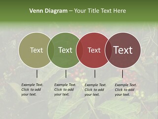 Ripe Coffee Berries PowerPoint Template