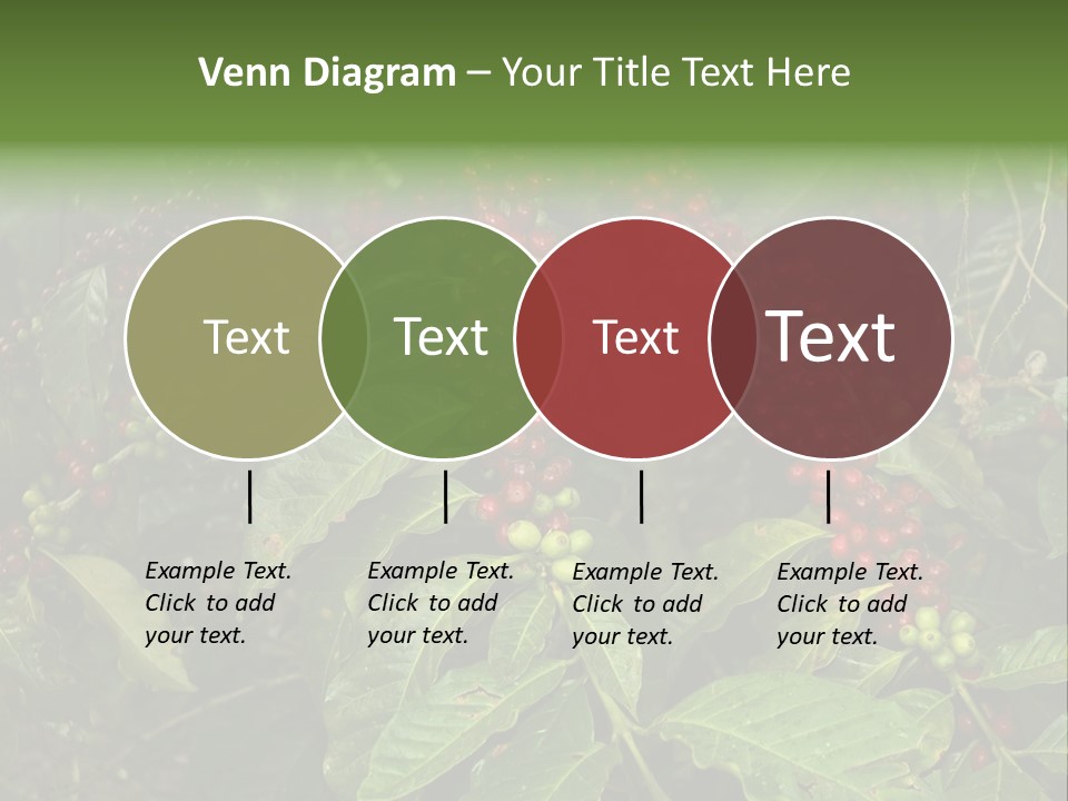 Ripe Coffee Berries PowerPoint Template