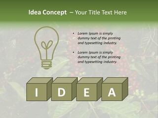 Ripe Coffee Berries PowerPoint Template