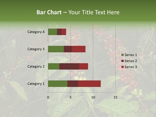 Ripe Coffee Berries PowerPoint Template