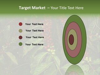 Ripe Coffee Berries PowerPoint Template