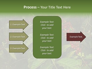 Ripe Coffee Berries PowerPoint Template