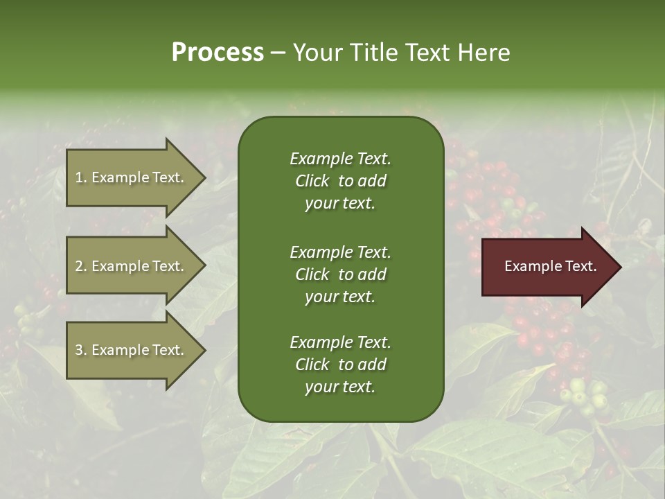 Ripe Coffee Berries PowerPoint Template