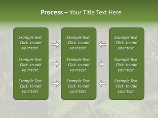 Ripe Coffee Berries PowerPoint Template