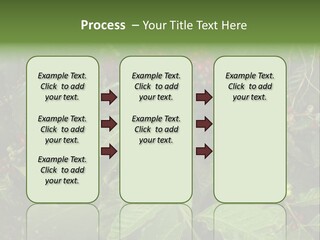 Ripe Coffee Berries PowerPoint Template