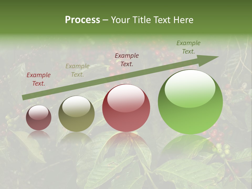 Ripe Coffee Berries PowerPoint Template