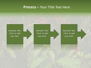 Ripe Coffee Berries PowerPoint Template