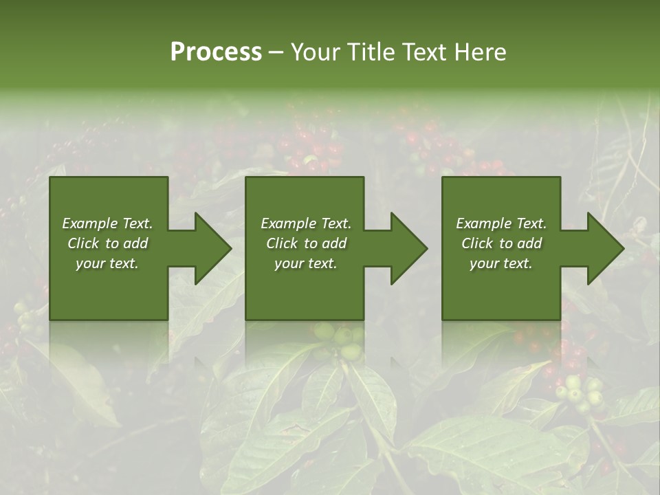 Ripe Coffee Berries PowerPoint Template