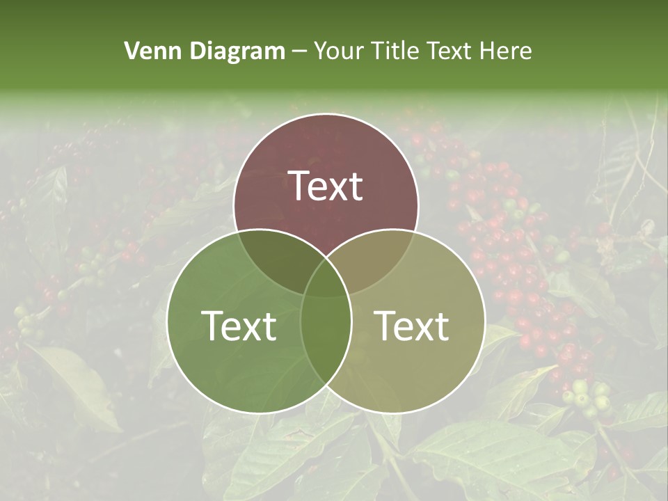 Ripe Coffee Berries PowerPoint Template