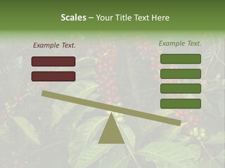 Ripe Coffee Berries PowerPoint Template