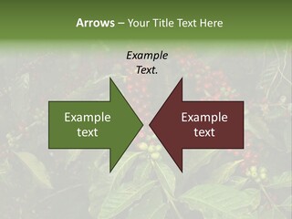 Ripe Coffee Berries PowerPoint Template