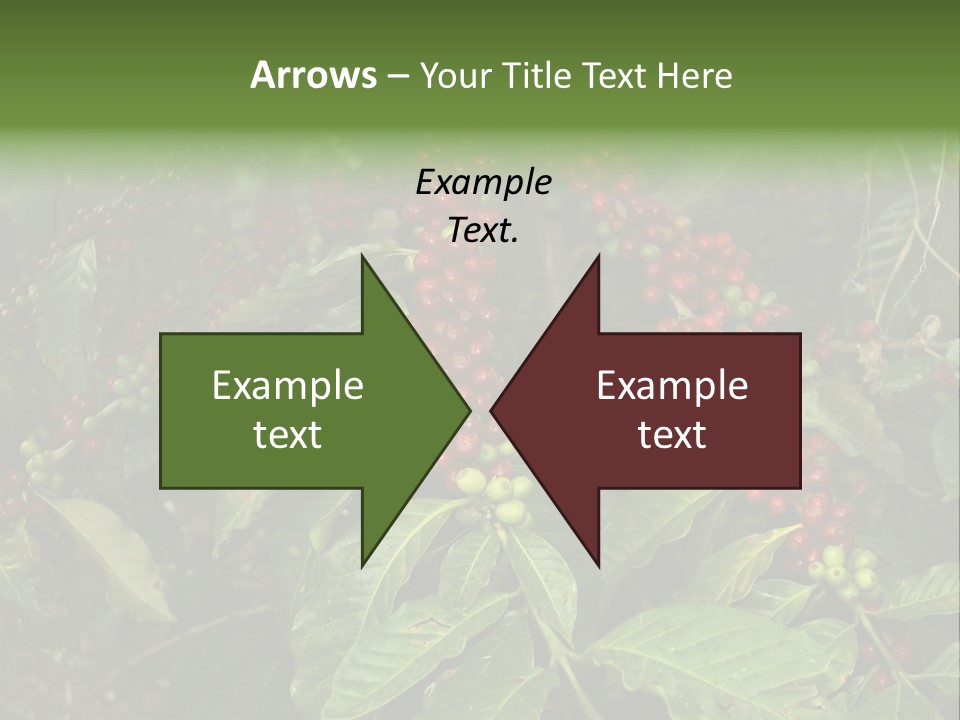 Ripe Coffee Berries PowerPoint Template