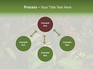 Ripe Coffee Berries PowerPoint Template
