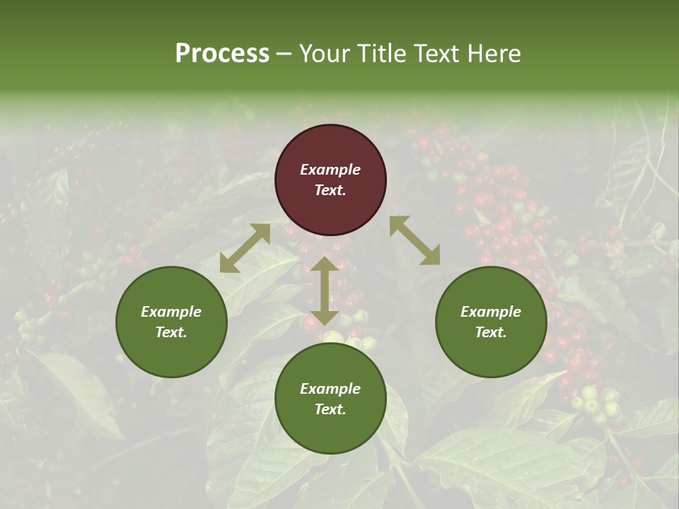 Ripe Coffee Berries PowerPoint Template