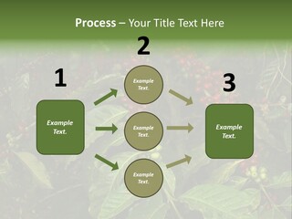 Ripe Coffee Berries PowerPoint Template