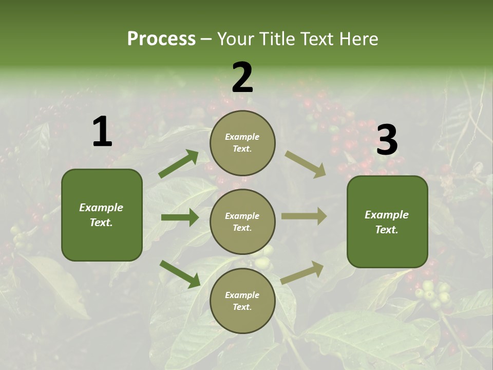 Ripe Coffee Berries PowerPoint Template