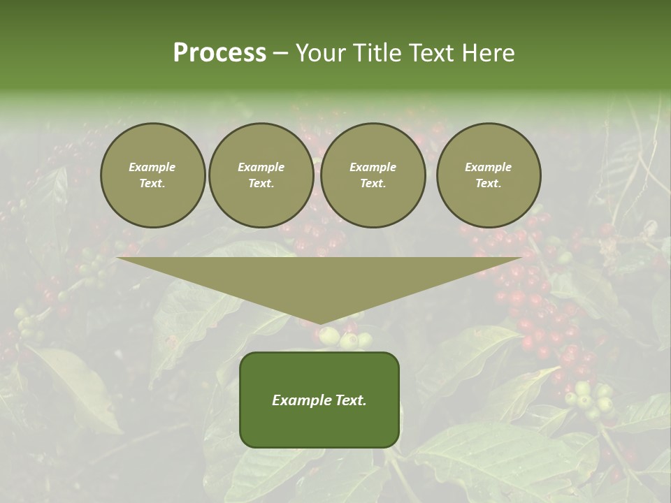Ripe Coffee Berries PowerPoint Template