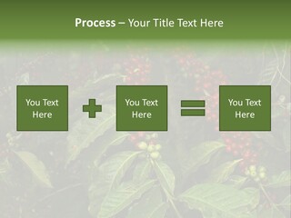 Ripe Coffee Berries PowerPoint Template