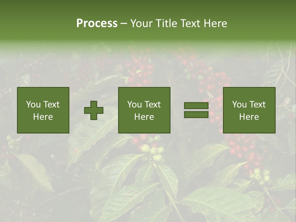 Ripe Coffee Berries PowerPoint Template