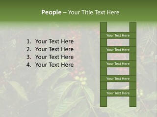 Ripe Coffee Berries PowerPoint Template