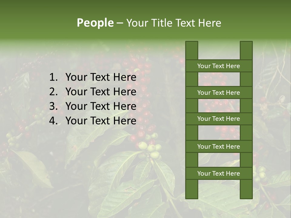 Ripe Coffee Berries PowerPoint Template
