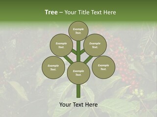 Ripe Coffee Berries PowerPoint Template