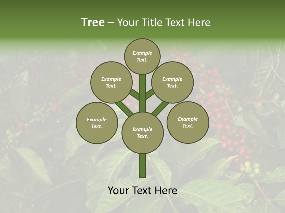 Ripe Coffee Berries PowerPoint Template