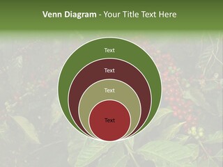 Ripe Coffee Berries PowerPoint Template