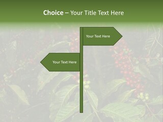 Ripe Coffee Berries PowerPoint Template