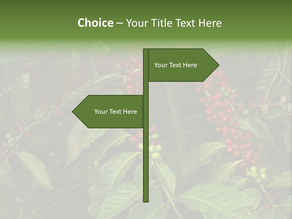 Ripe Coffee Berries PowerPoint Template